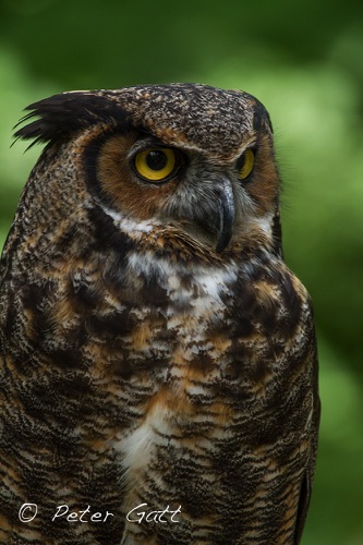 Birds Portrait02.jpg